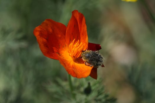 Insect attacks a flower of marigold in the village garden