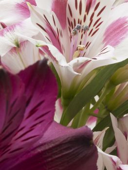 A macro shot of an alstroemeria flower