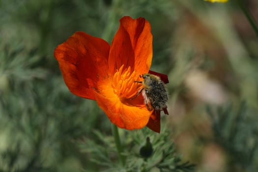 Insect attacks a flower of marigold in the village garden