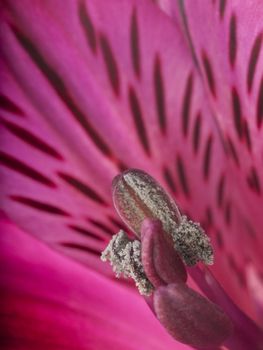 A macro shot of an alstroemeria flower