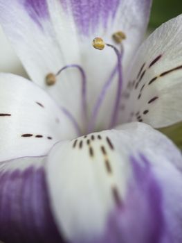 A macro shot of an alstroemeria bloom