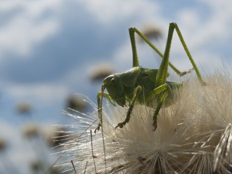 green grasshopper on dry flowerhead of milk thistle