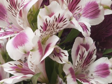 A macro shot of an alstroemeria flowers