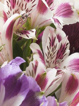 A macro shot of an alstroemeria flowers