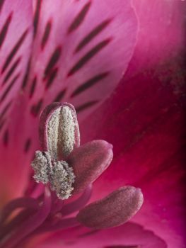 A macro shot of an alstroemeria flower