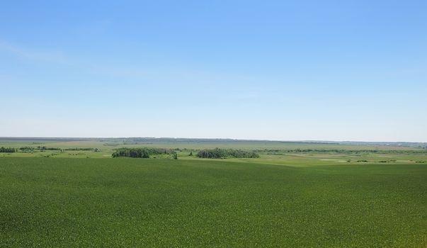 green summer field on a clear day 