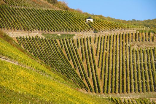 Weinberge bei Piesport an der Mosel im Herbst
