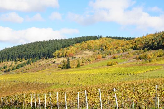 herbstliche Weinlandschaft bei Burg an der Mosel
