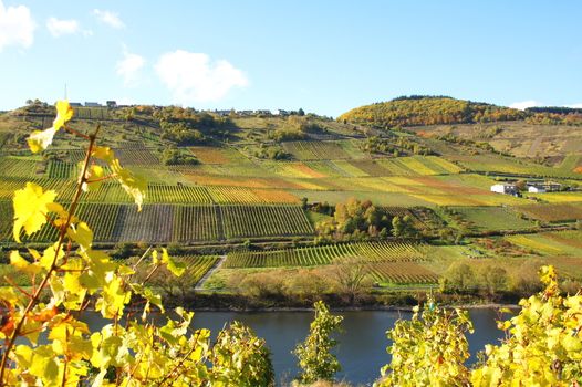 Farbenspiel in den Weingärten von Reil an der Mosel