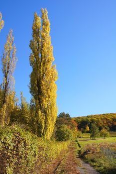 Säulenpappel im Herbst