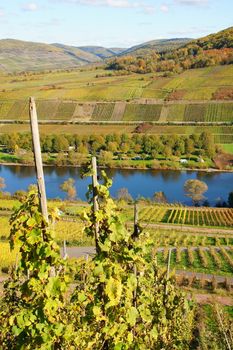 Herbst in den Weingärten bei Reil an der Mosel