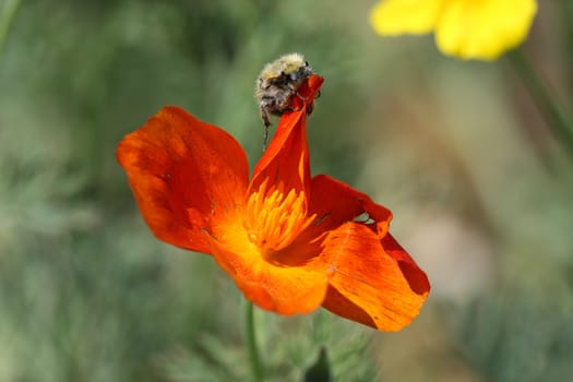 Insect attacks a flower of marigold in the village garden