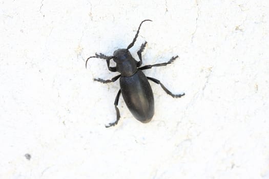 Insect climbing wall of village huose