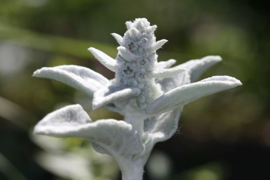  Lamb's Ear in the village garden