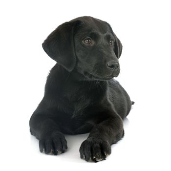 puppy purebred  labrador retriever in front of white background