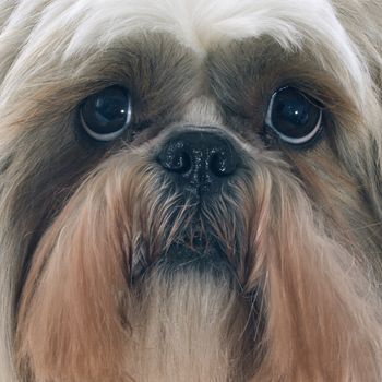 purebred Shih Tzu in front of white background