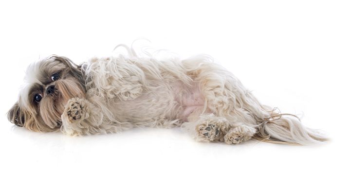 purebred Shih Tzu in front of white background