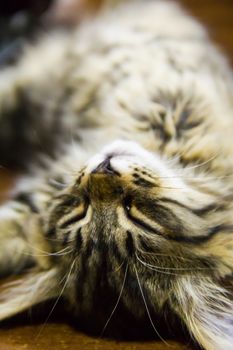 small  tabby cat dreams at the day