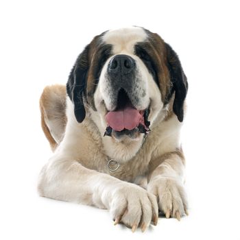 saint bernard in front of white backrgound