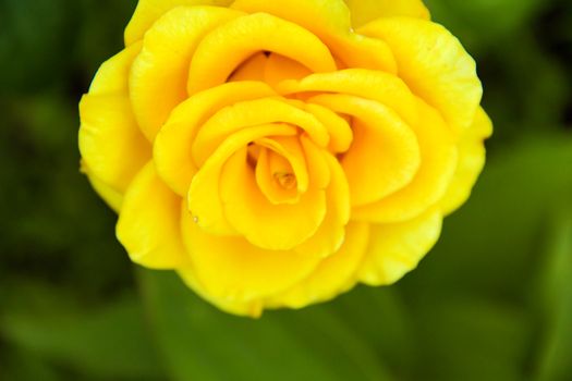 big beautiful yellow  rosa on green background