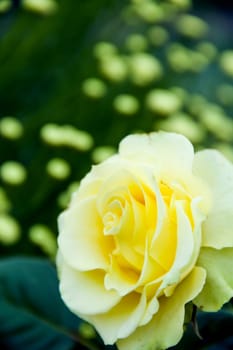 big beautiful yellow  rosa on green background