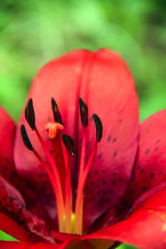big beautiful red lily in the garden