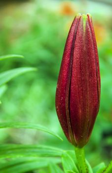 big bud beautiful red lily in the garden