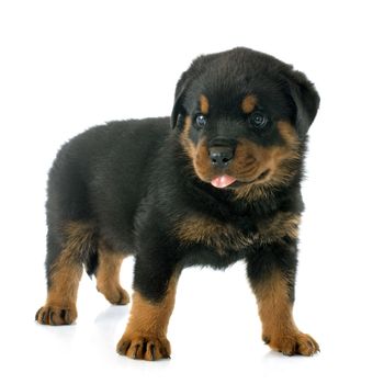 puppy rottweiler in front of white background