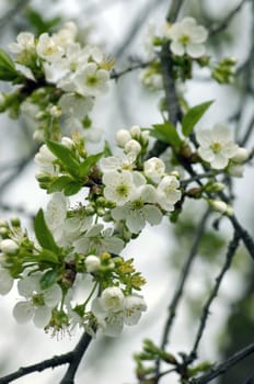 Cherry blossom closeup over natural background 