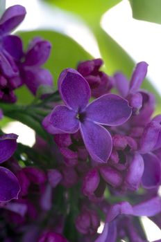 Blooming lilac flowers. Abstract background. Macro photo