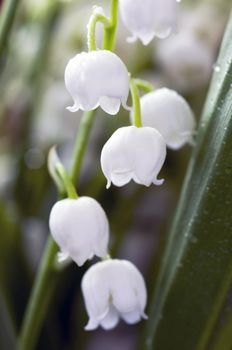 Close up of Lily of the valley 