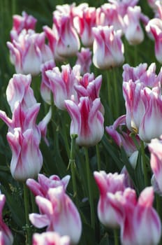 Spring background with tulips 