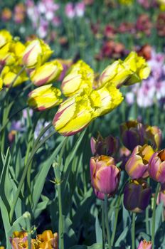 Spring background with tulips 