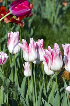 Spring background with tulips 