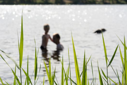 Father and son in a lake with plants in the foreground in Sweden