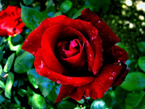 Red Rose The passion..