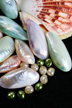 Various colored seashells, oysters and pearls on black