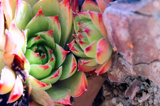 Green and pink succulent in rock garden