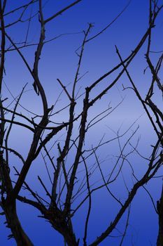 Abstract image of branches with blue in the background