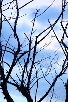 Abstract image of branches with clouds in the background