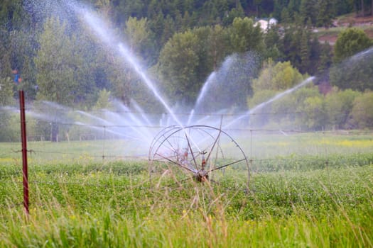 Irrigation sprinklers in green hayfield spraying water