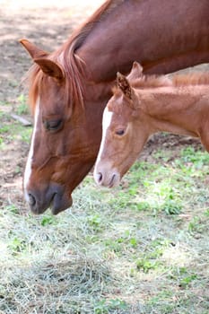 Mare and one day old colt standing together