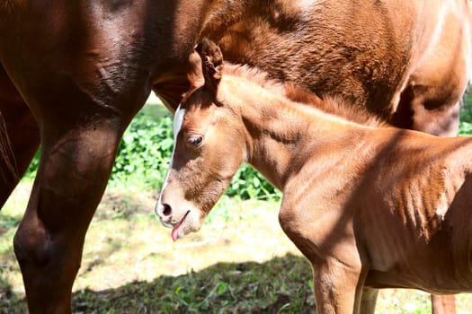 Mare and one day old colt standing together