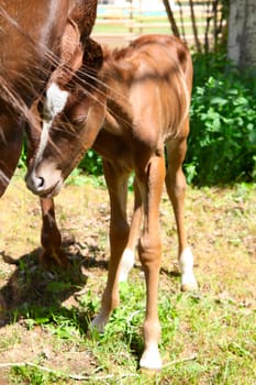 Mare and one day old colt standing together