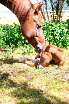 Mare and one day old colt standing together