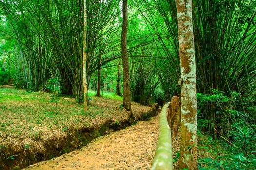the beautiful natural green bamboo tree on the mountain