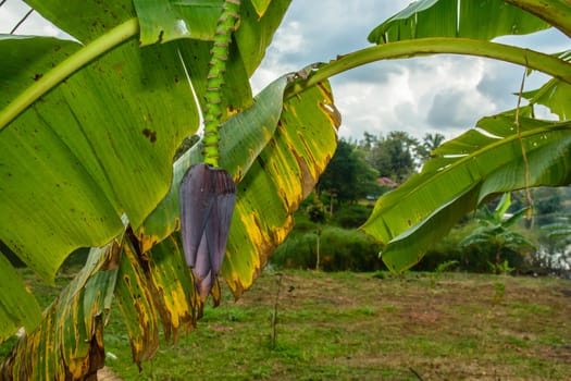 the banana blossom is found in the banana farm
