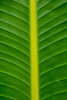 Close-up bana leaf texture taken from home backyard