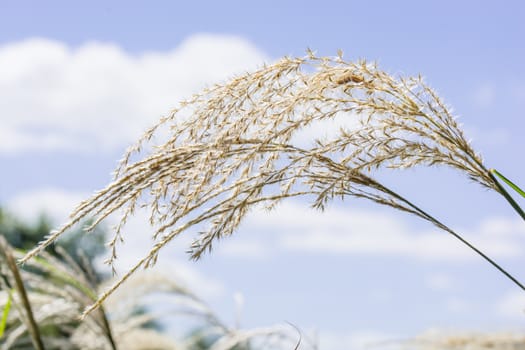 The beautiful dry grass flower under the gorgeous blue sky