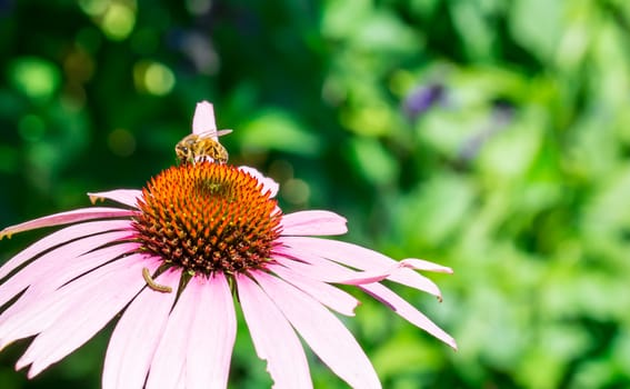 bee on the pollen of the flower in the botanical garden